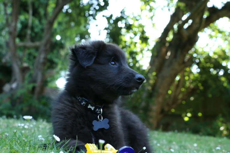 What insurance for my dog ​​in Switzerland?